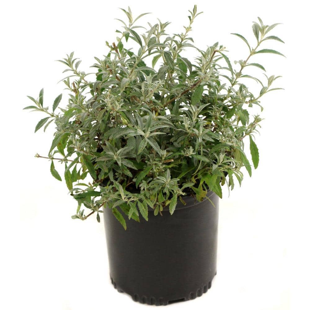 2.5 qt. Buddleia Honeycomb Flowering Shrub with Yellow Flowers - Hercitys