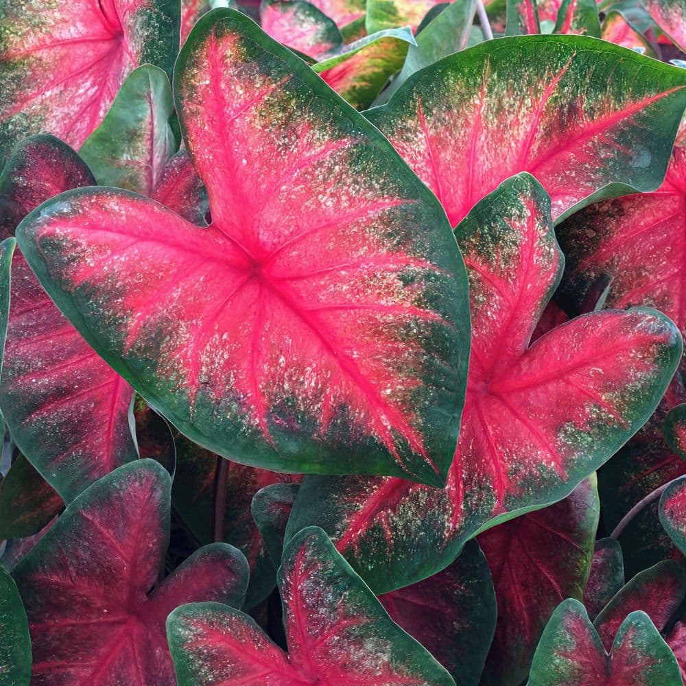 4 in. Caladium Bombshell Plant (3-Pack) - Hercitys