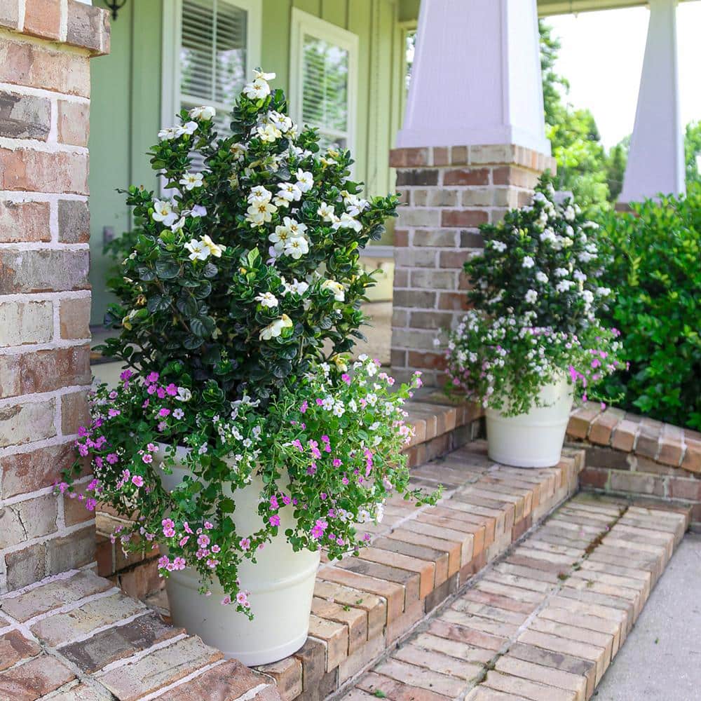 2.5 qt. Diamond Spire Gardenia Live Evergreen Shrub with White Fragrant Blooms - Hercitys