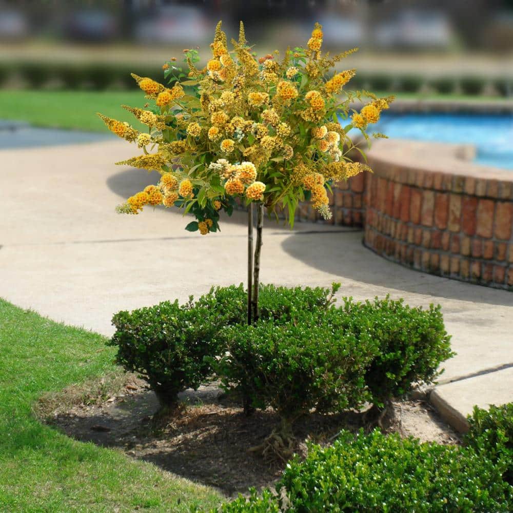 2.5 qt. Buddleia Honeycomb Flowering Shrub with Yellow Flowers - Hercitys