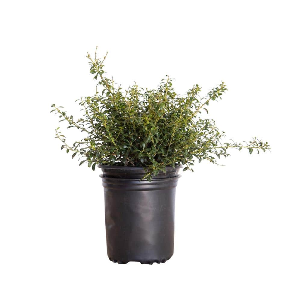 2.5 Qt. Soft Touch Holly(Ilex), Live Evergreen Shrub, Finely Textured Green Foliage - Hercitys
