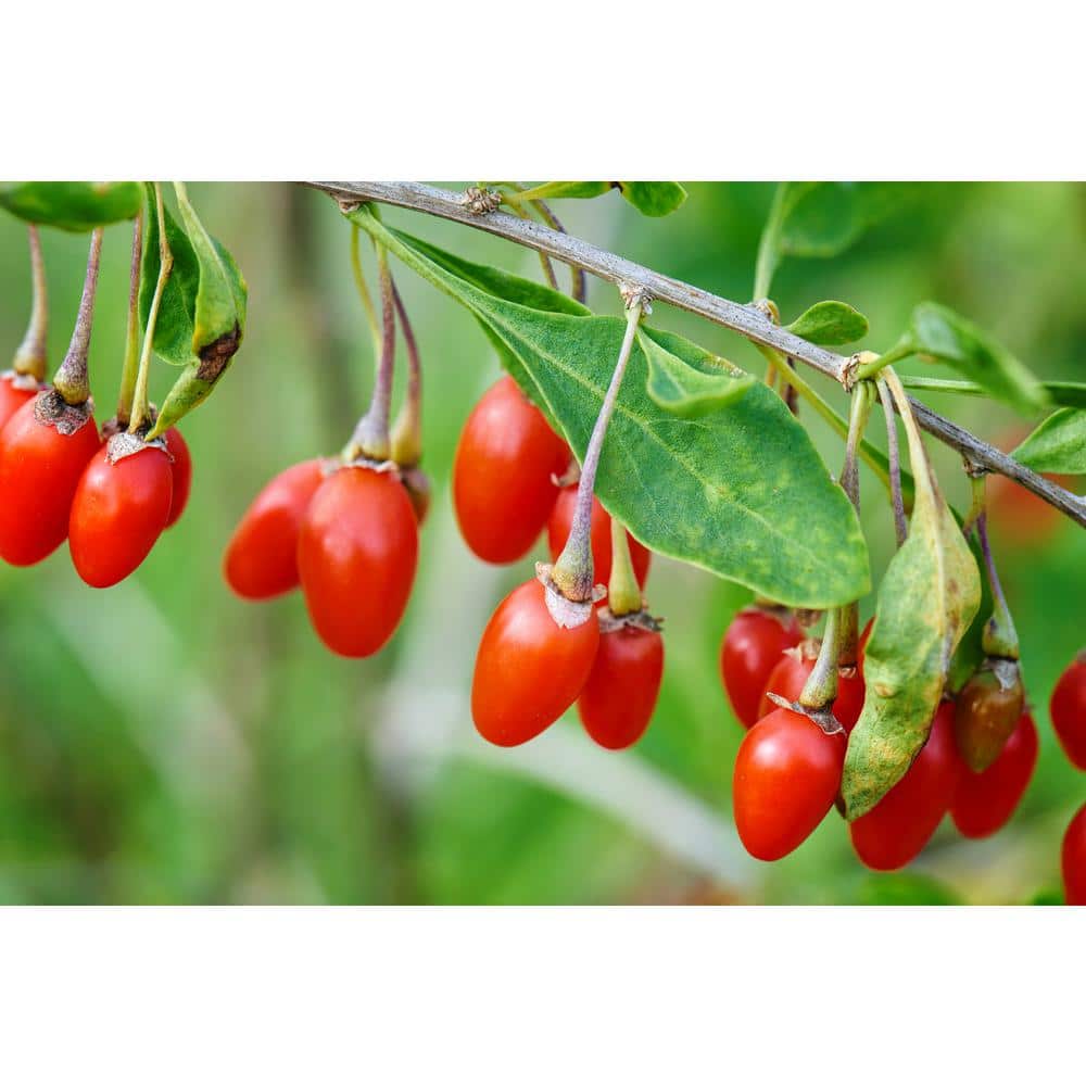 2 ft. Goji Berry Tree with Nutrient Rich Low Maintenance Fruit - Hercitys