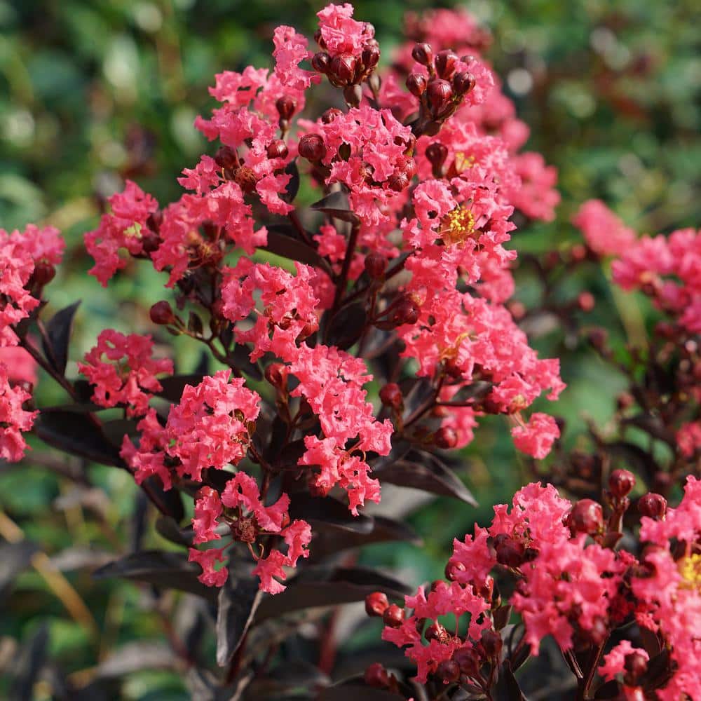 2 Gal. Center Stage Coral Crape Myrtle Tree with Ruffled Coral Flowers - Hercitys