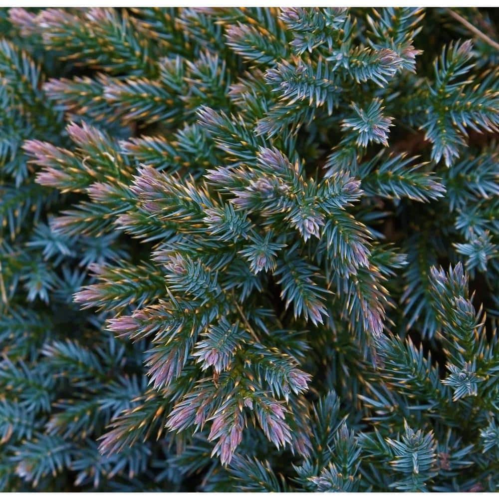1 Gal. Blue Star Juniper Shrub Turquoise and Silver, Low Maintenance Dwarf Conifer Drought Tolerant - Hercitys