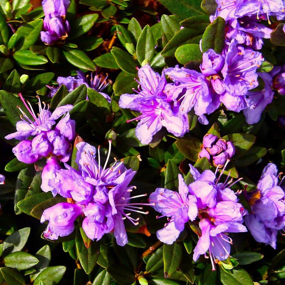 2.0 Gal Purple Gem Rhododendron (Rhododendron x ‘Purple Gem’) Purple Flowers 1-Each - Hercitys