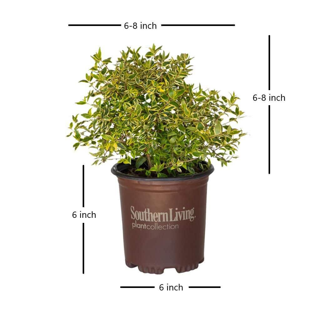 2.5 Qt. Miss Lemon Abelia With Light Pink Flowers, Live Semi-Evergreen Shrub Plant - Hercitys