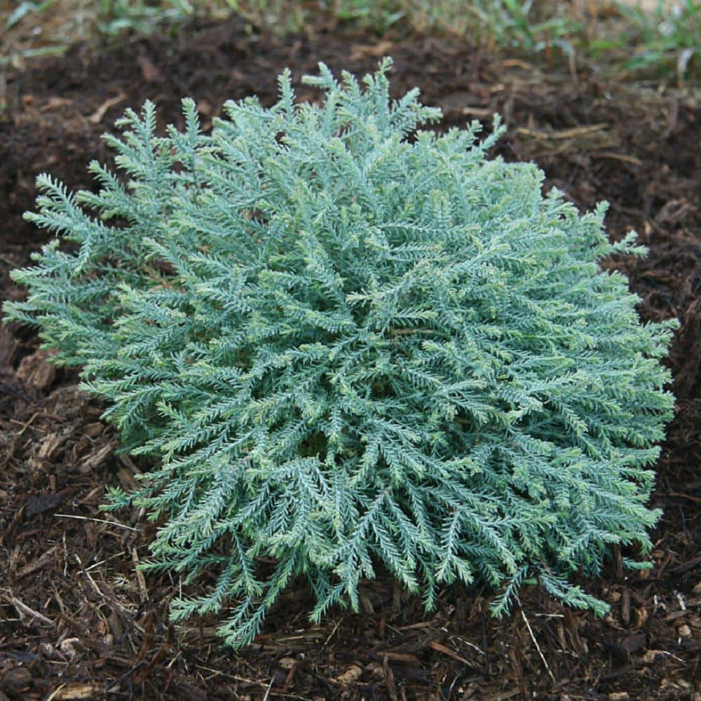 2.5 Qt. Pancake Arborvitae Low-Growing Evergreen Shrub - Hercitys
