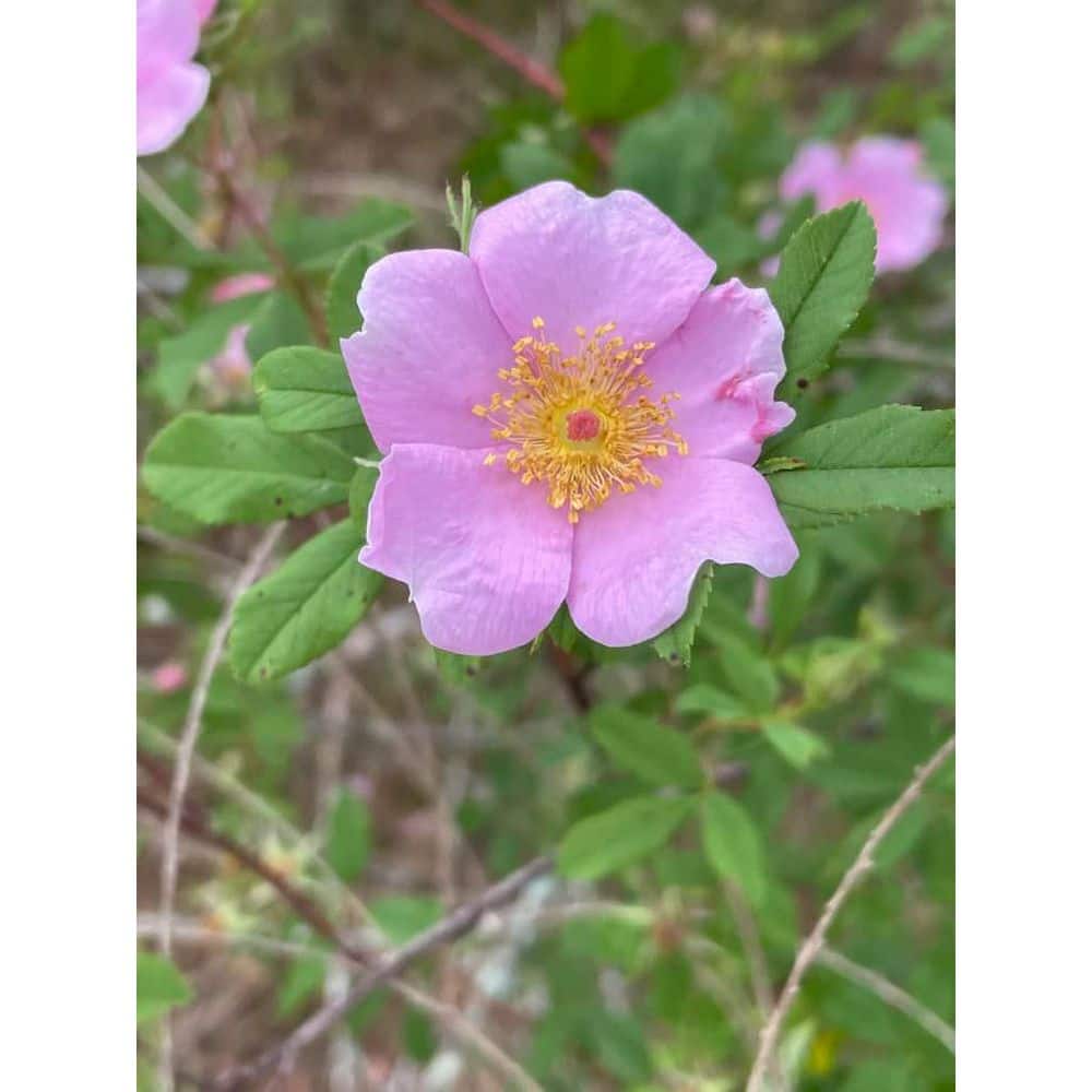 1 gal. Wild Rose Flowering Native Shrub with Wetland Loving Pink Blossoms - Hercitys