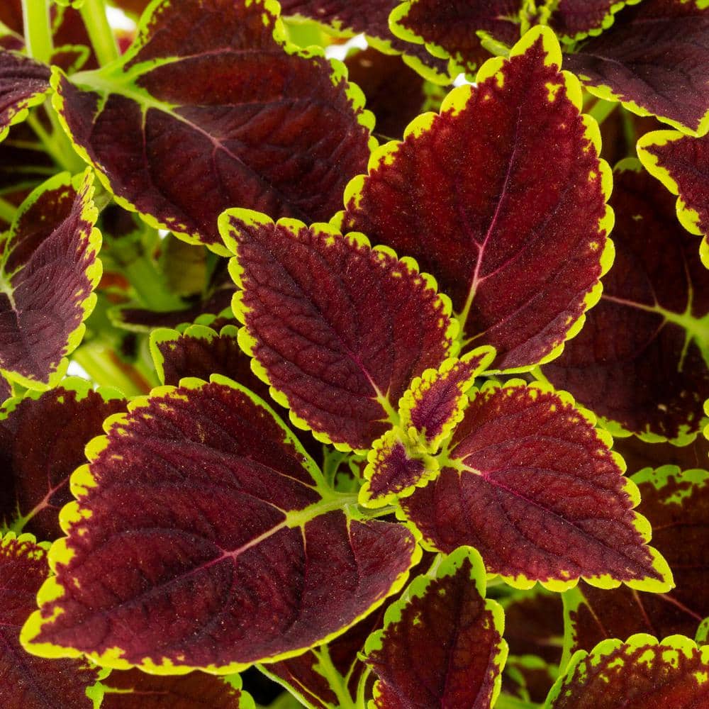 2 Gal. Select Planter Mainstreet Coleus Mix Trafalgar Square Annual Plant (1-Pack) - Hercitys