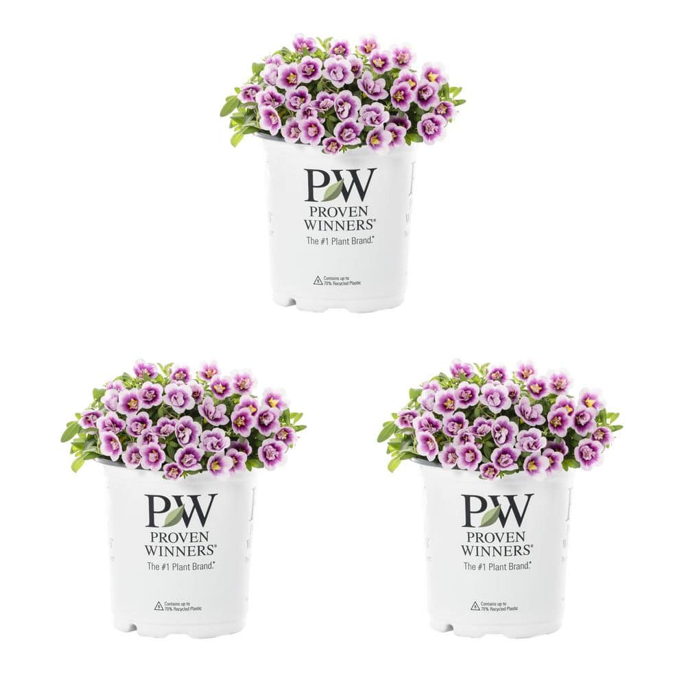 2 qt. Calibrachoa Million Bells Superbells Double Smitten Pink Annual Plant (3-Pack) - Hercitys