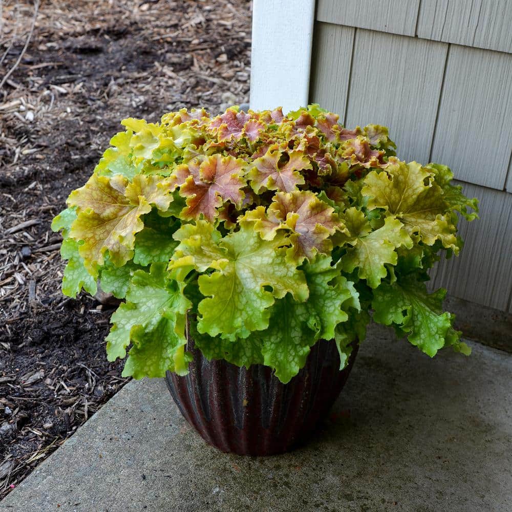 0.65 Gal. Dolce Apple Twist Coral Bells Heuchera Live Plant, White Flowers and Yellow to Green Foliage - Hercitys