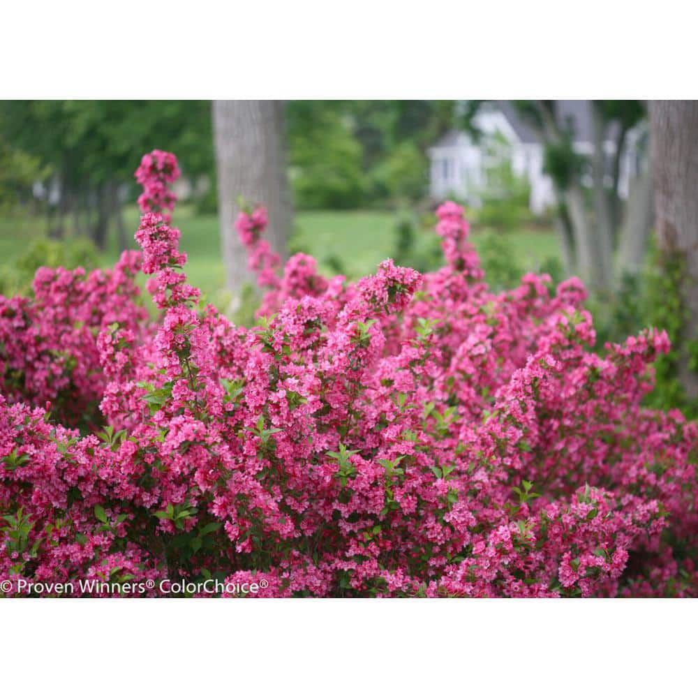 2 Gal. Sonic Bloom Pink Weigela Live Shrub with Hot Pink Reblooming Flowers - Hercitys