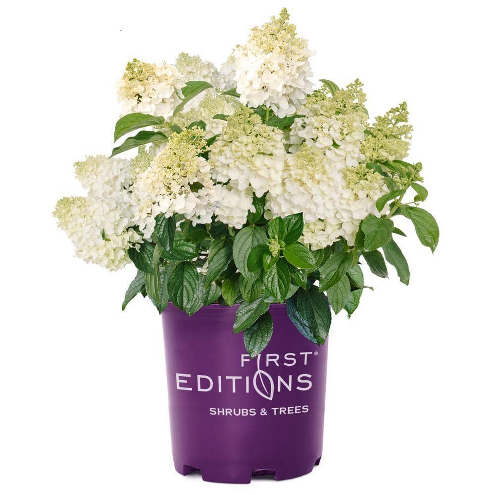 2 Gal. Little Hottie Panicle Hydrangea Flowering Shrub with Pure White Flowers - Hercitys