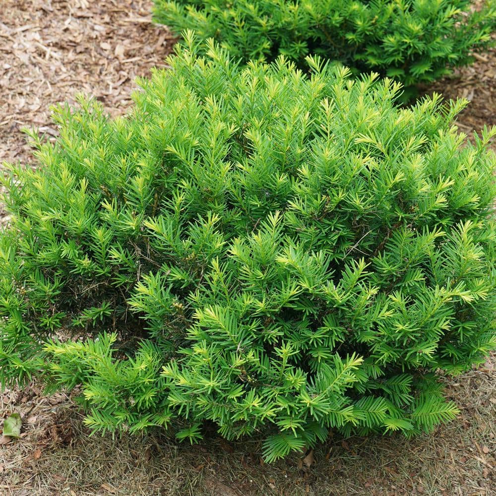 4.5 in. Qt. Stonehenge Dark Druid Yew (Taxus x Media) Shrub - Hercitys