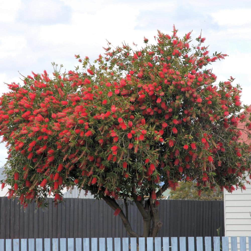 1 gal. Bottlebrush Shrub with Red Flowers - Hercitys
