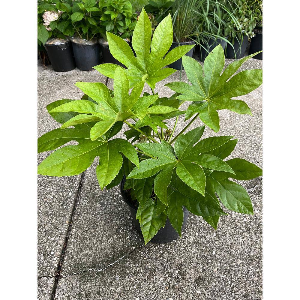 3 Gal. BigLeaf Paper Plant Japanese Aralia Shrub with White Flowers - Hercitys