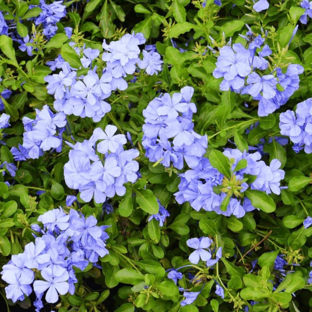 #1 Container Royal Cape Plumbago (4-Pack) - Hercitys