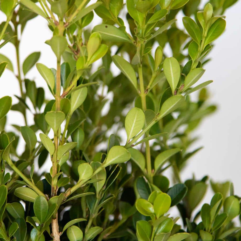 2.5 Qt. Japanese Boxwood (Buxus) Shrub, Live Evergreen Hedge Plant with Green Deer-Resistant Foliage - Hercitys
