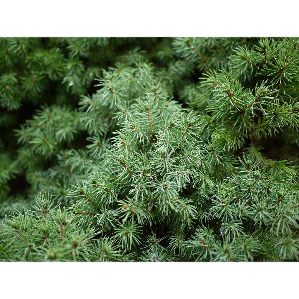 1 Gal. Dwarf Alberta Spruce Shrub Aromatic and Soft Evergreen Foliage, Almost no Maintenance Required - Hercitys