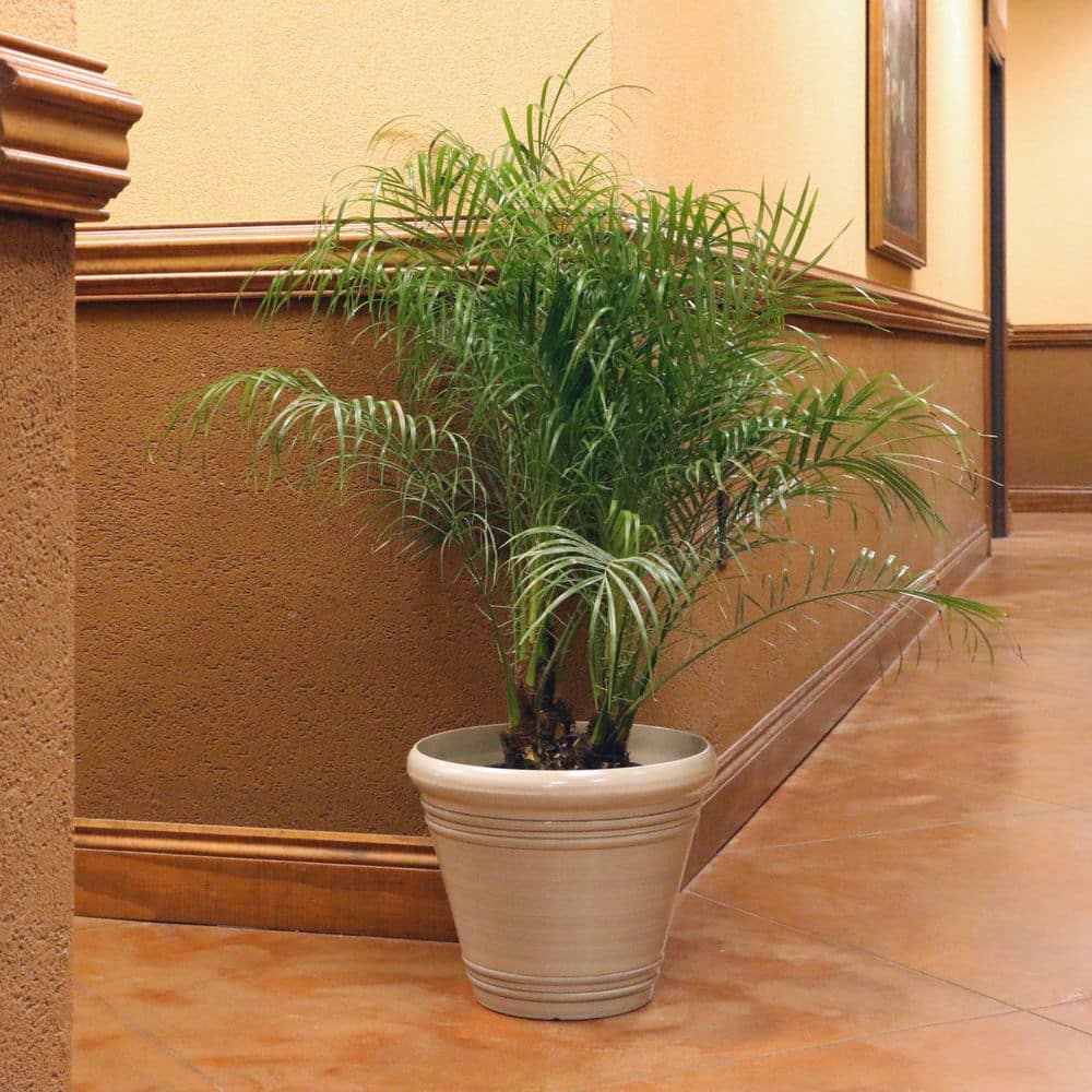 2 Gal. Robellini Palm Tree - Hercitys