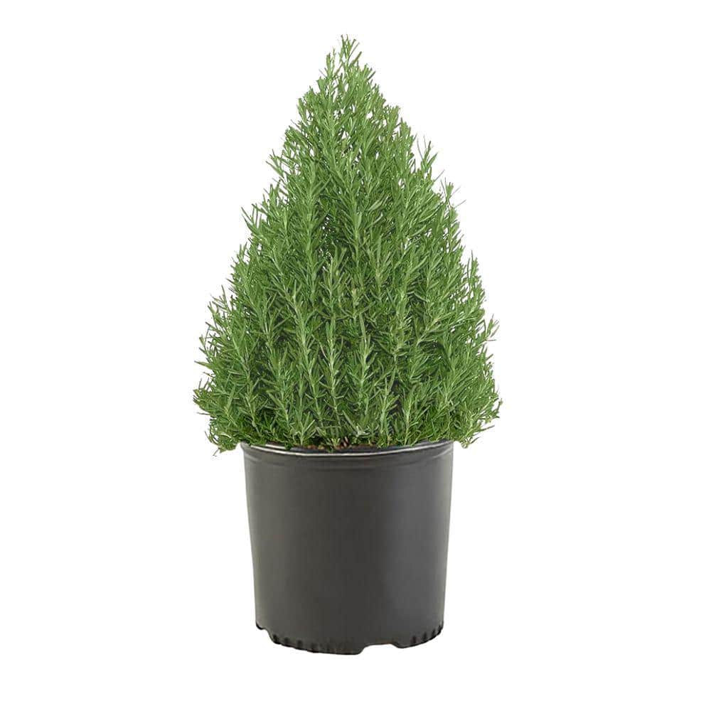 2 Gal. Rosemary Evergreen Plant with Pale Blue to White Flowers - Hercitys