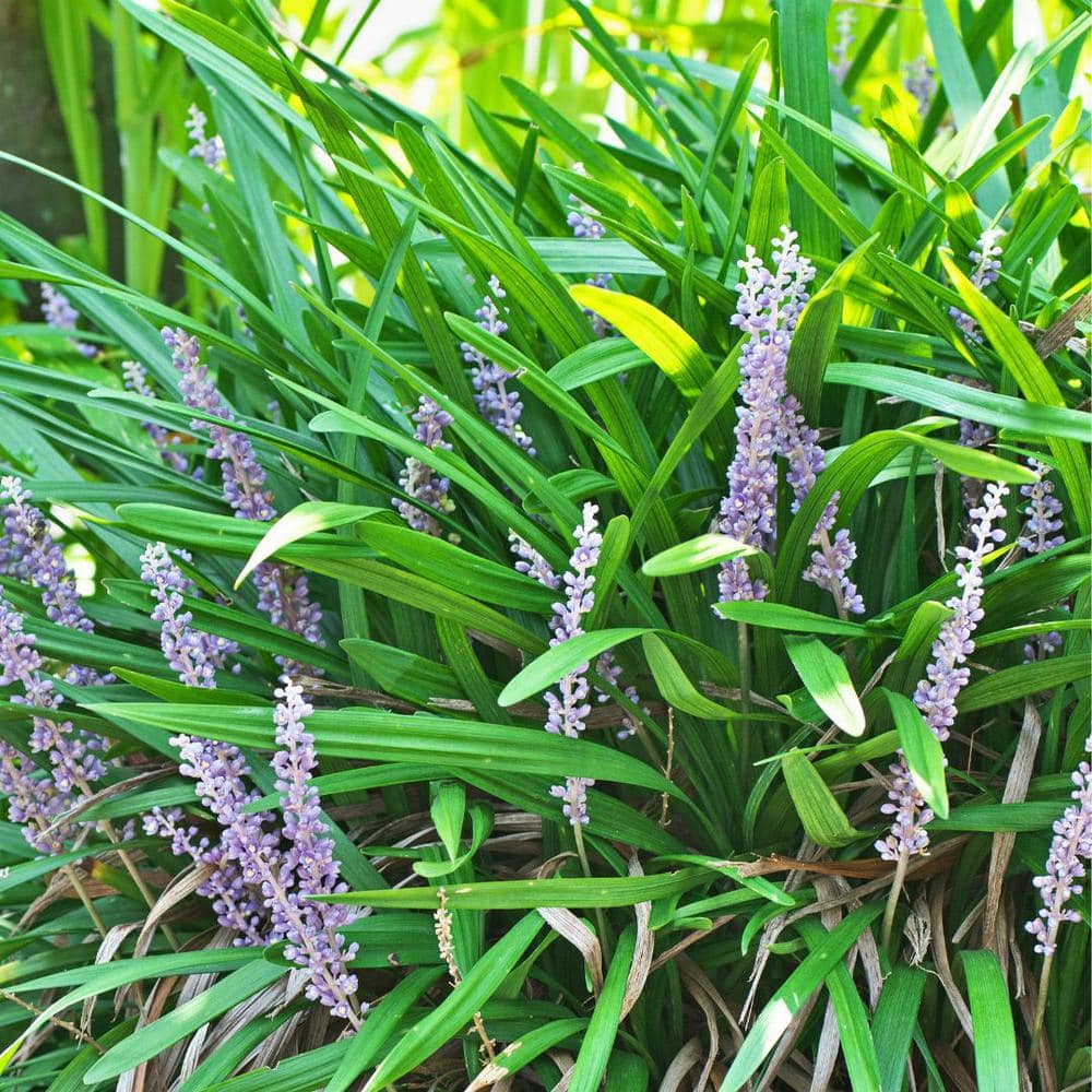 #1 Container Giant Turf Lily Plants (4-Pack) - Hercitys