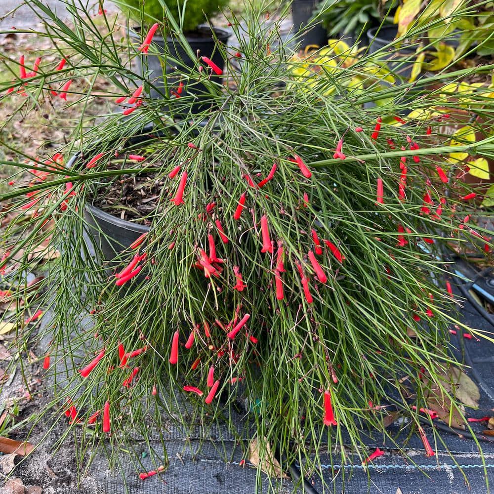 3 Gal. Firecracker Plant Flowering Shrub with Scarlet Red Flowers - Hercitys