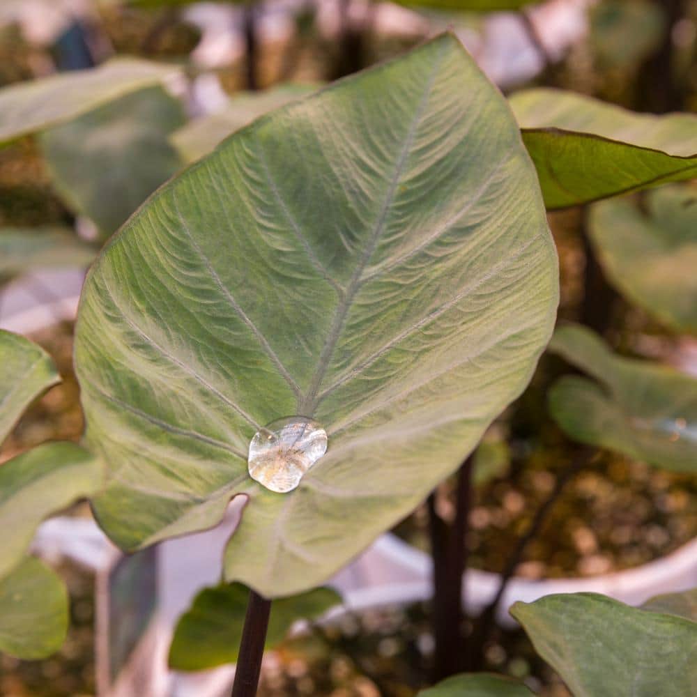 1 Gal. Royale. ‘Coffee Cups’ Live Annual Plant, Green Foliage (1-Pack) - Hercitys