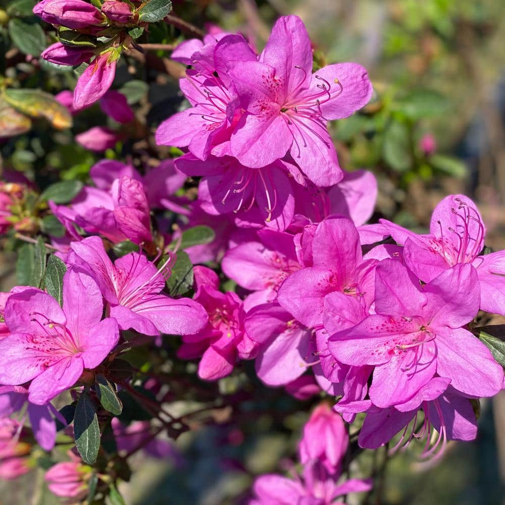 #5 Container Phoenicia Azalea Perennial Plant (2-Pack) - Hercitys