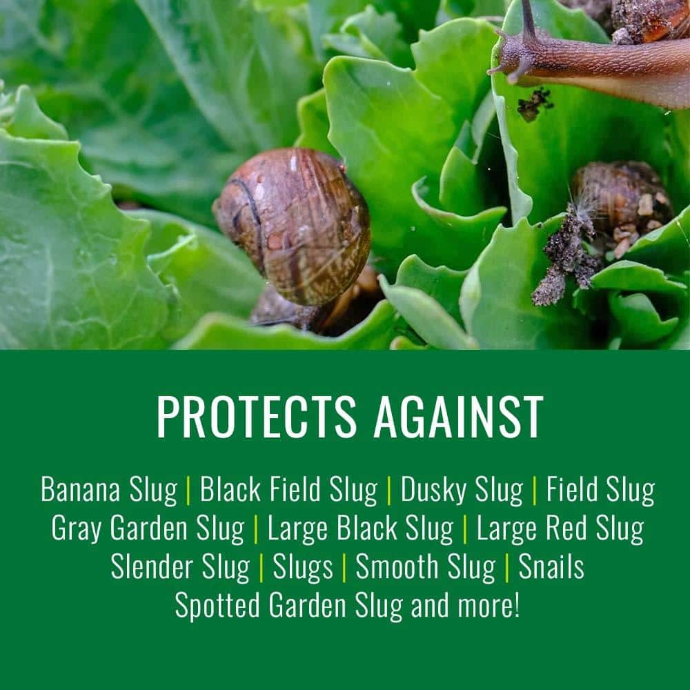 1.5 lb. Snail and Slug Killer Bait, Granules (2-Pack) - Hercitys