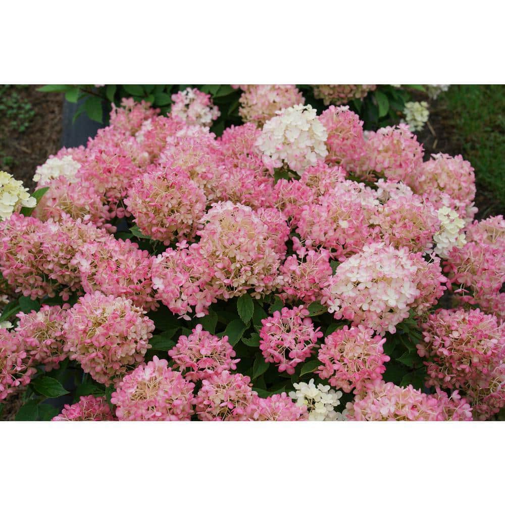 1 Gal. Fire Light ‘Tidbit’ Hydrangea (Arborescens) Live Plant, White and Red Flowers - Hercitys