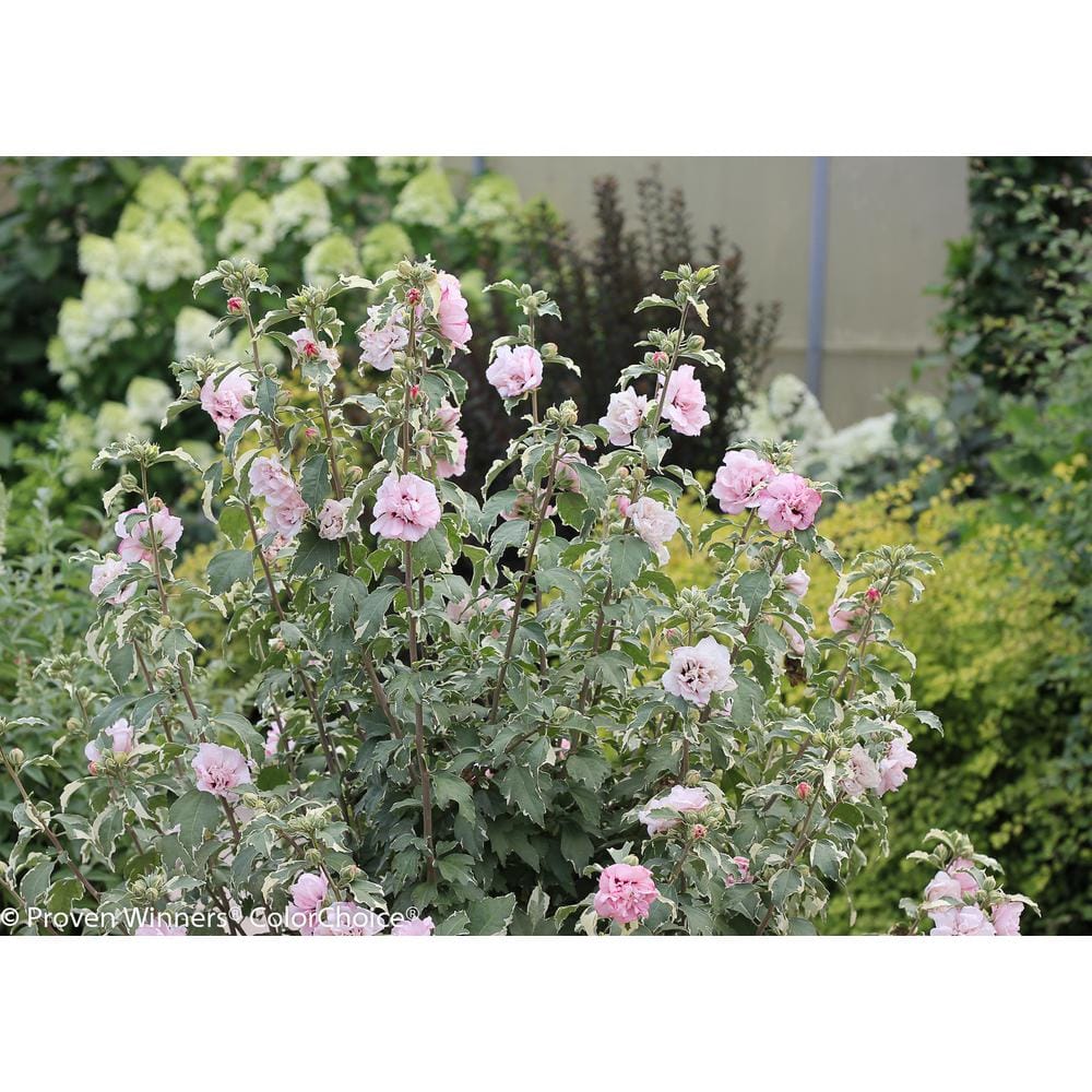 1 Gal. Sugar Tip Rose of Sharon (Hibiscus) Live Shrub, Light Pink Flowers and Variegated Foliage - Hercitys