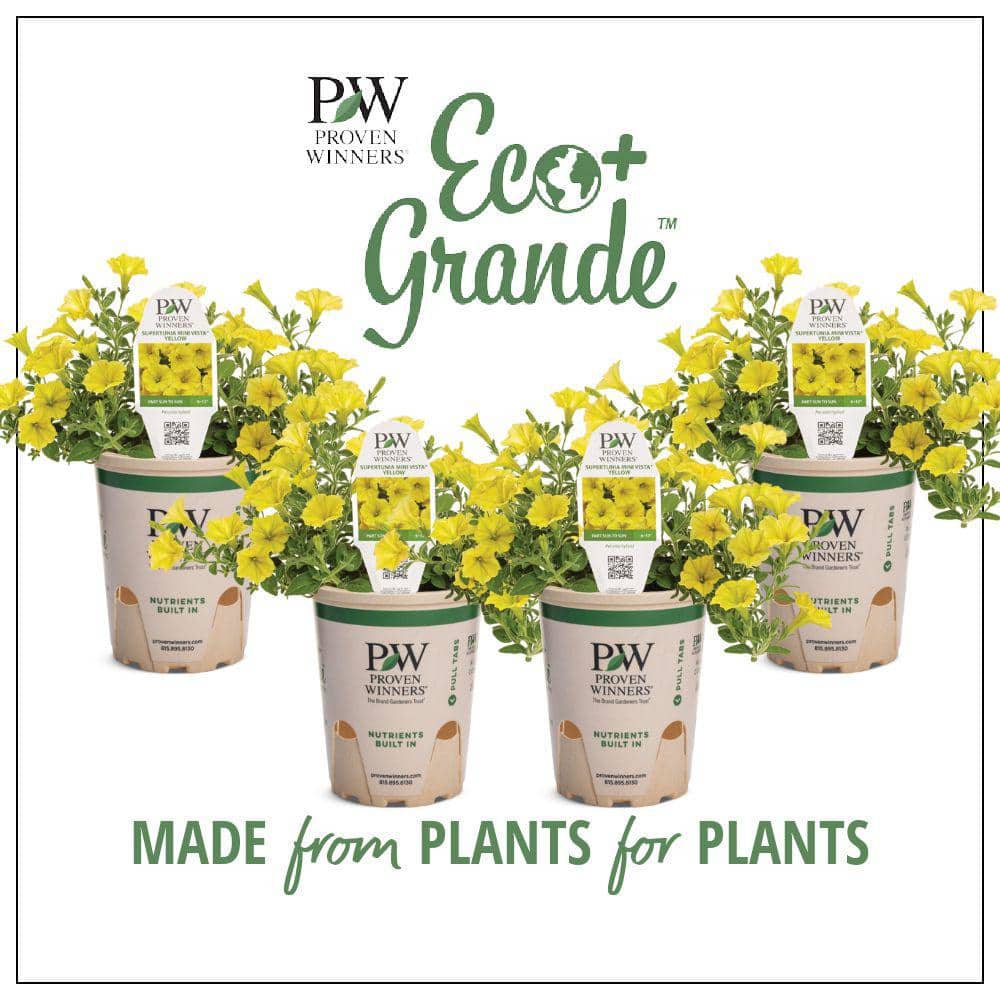 4.25 in. Eco Plus Grande, Supertunia Mini Vista Yellow Live Annual Plant, Yellow Flowers (4-Pack) - Hercitys