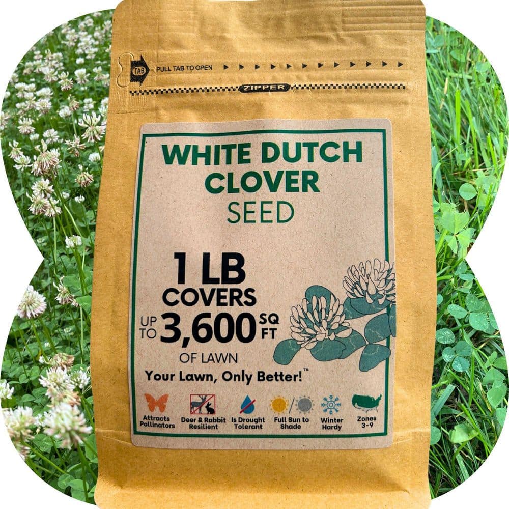 1LB White Dutch Clover, Organic Coated, Flowering Lawn Seed, Covers Up To 3,600 SqFt. - Hercitys