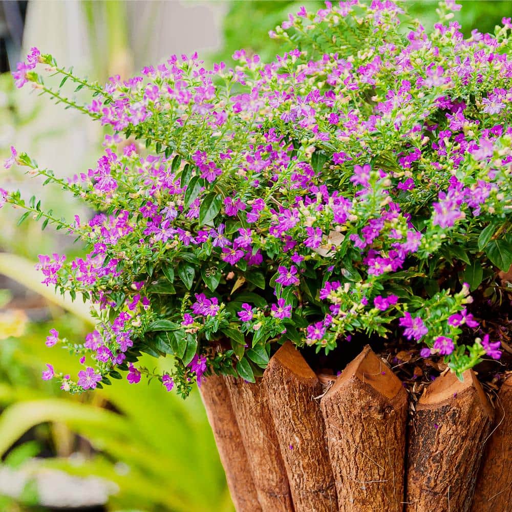 #1 Container Mexican Heather Shrub (4-pack) - Hercitys