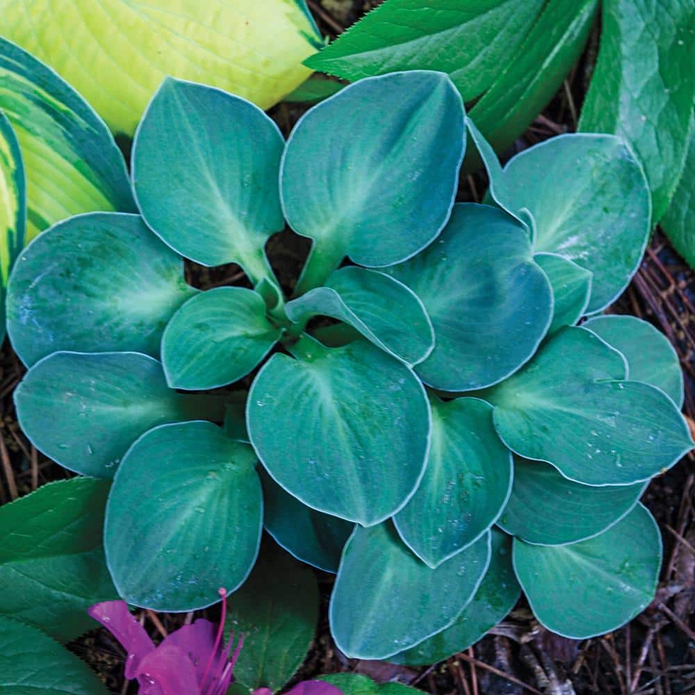 1 Gal. Pot, Blue Mouse Ears Hosta Potted Perennial Plant (1-Pack) - Hercitys