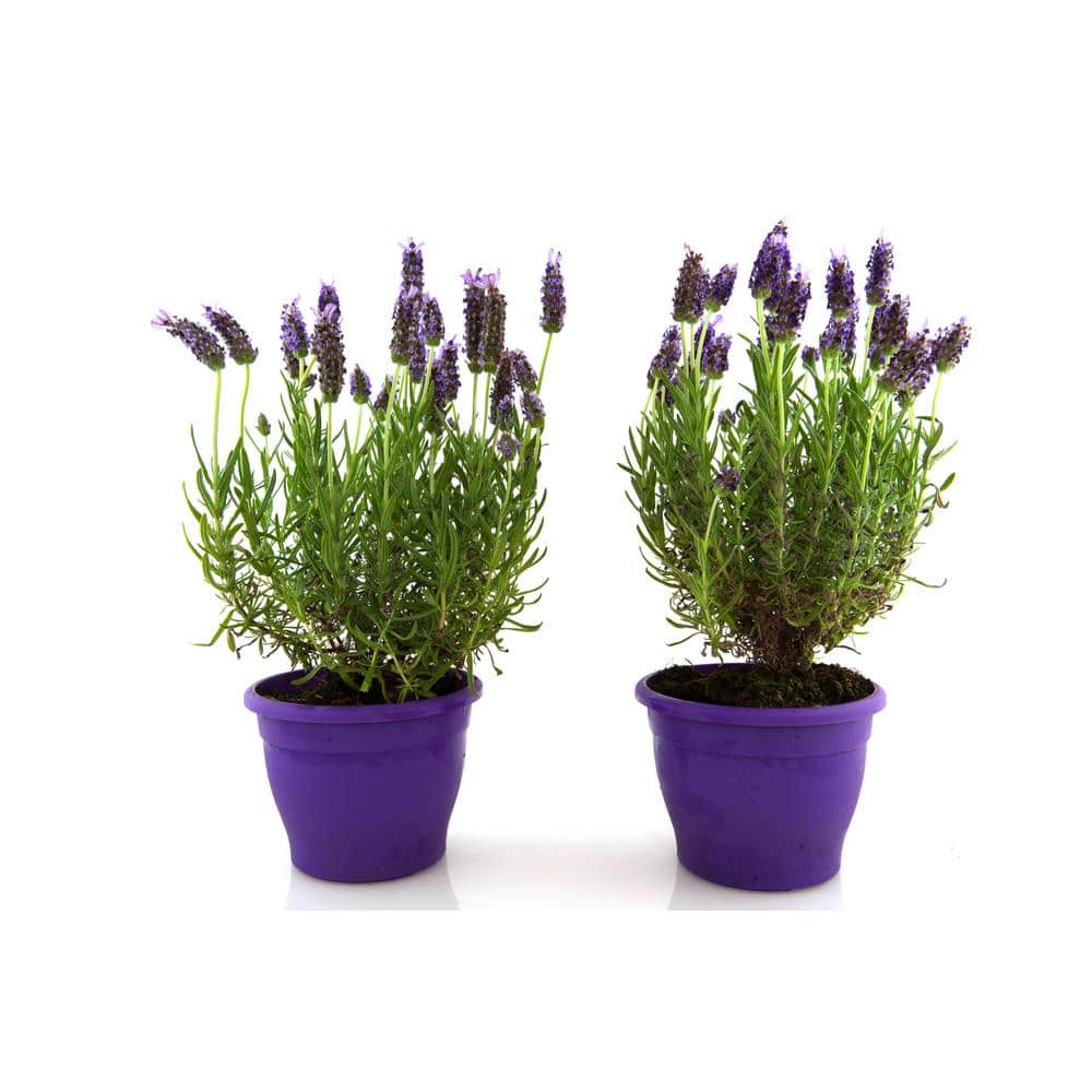 1 Gal. English Lavender Plant with Incredible Purple Color and Fragrance (2-Pack) - Hercitys