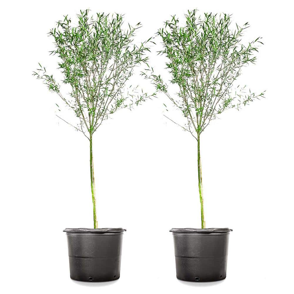 5 Gal. Weeping Willow Tree (2-Pack) - Hercitys