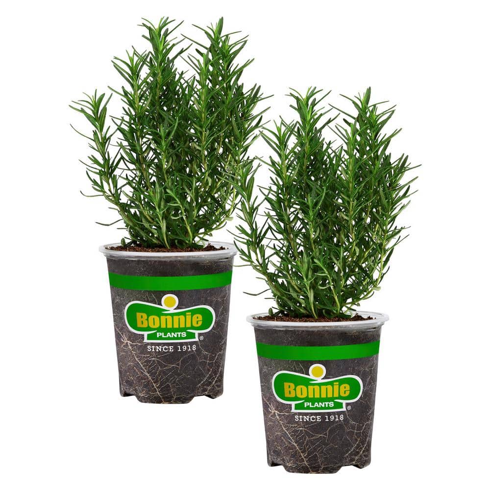 19 oz. Rosemary Plant, 2-Pack - Hercitys