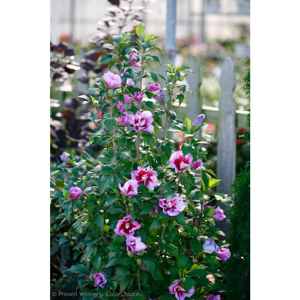 4.5 in. Qt. Purple Pillar Rose of Sharon (Hibiscus) Live Shrub, Purple Flowers - Hercitys