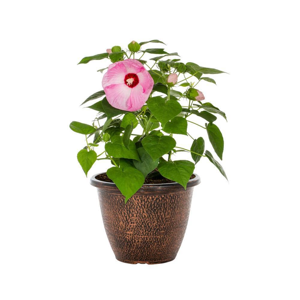 1.75 Gal. Hibiscus Luna Pink Swirl Perennial Plant (1-Pack) - Hercitys