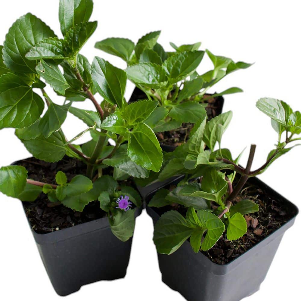 3.25 in. Ageratum Monarch Magic Floss Flower Perennial Plant with Purple Flowers (3-Pack) - Hercitys