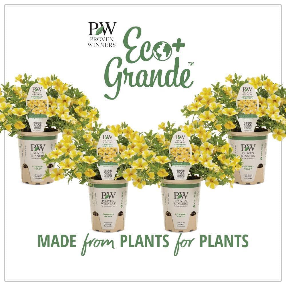 4.25 in. Eco+Grande, Superbells Lemon Slice (Calibrachoa) Live Plant, Yellow and White Flowers (4-Pack) - Hercitys