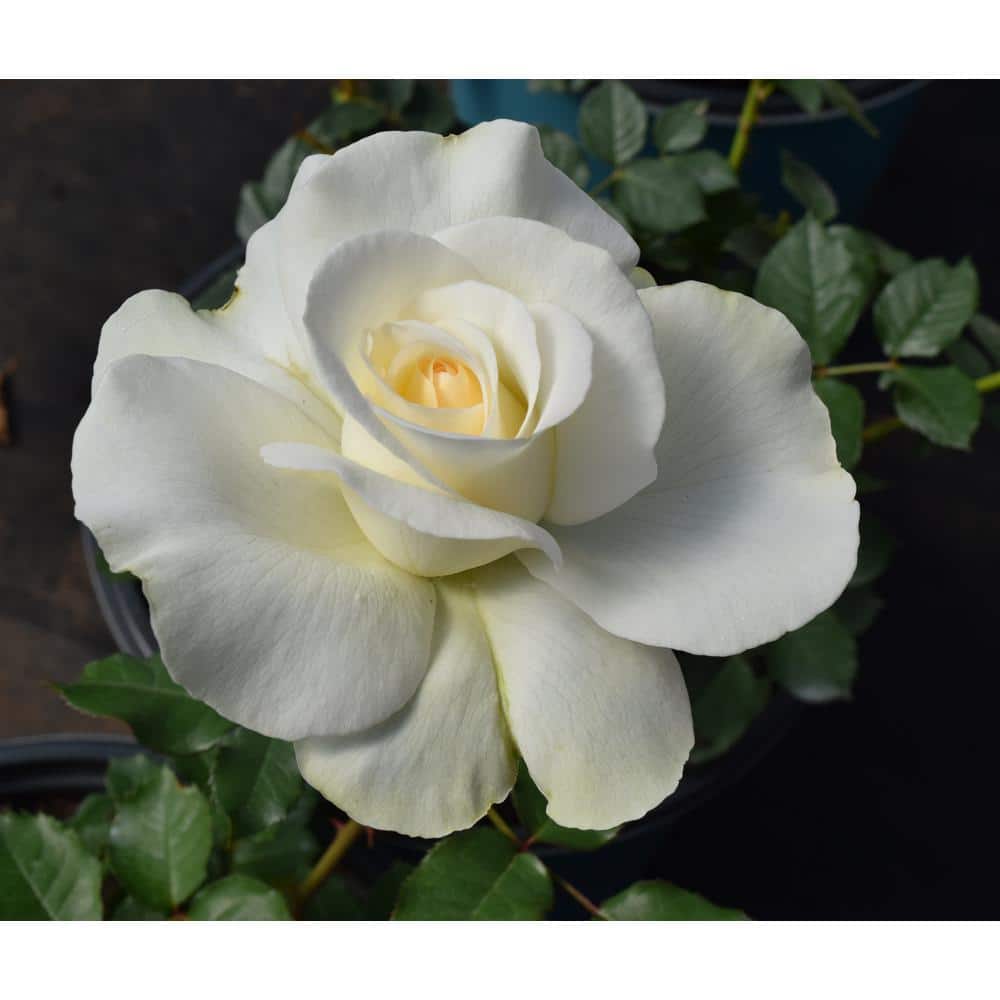 2 Gal. Shirley’s Bouquet Hybrid Tea Rose with White Flowers - Hercitys
