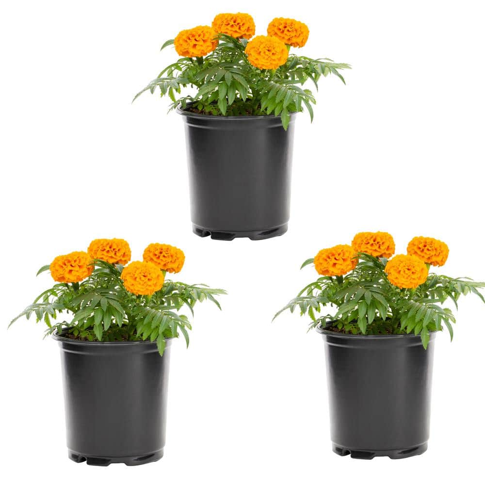 2 Qt. Orange Marigold Annual Plant (3-Pack) - Hercitys