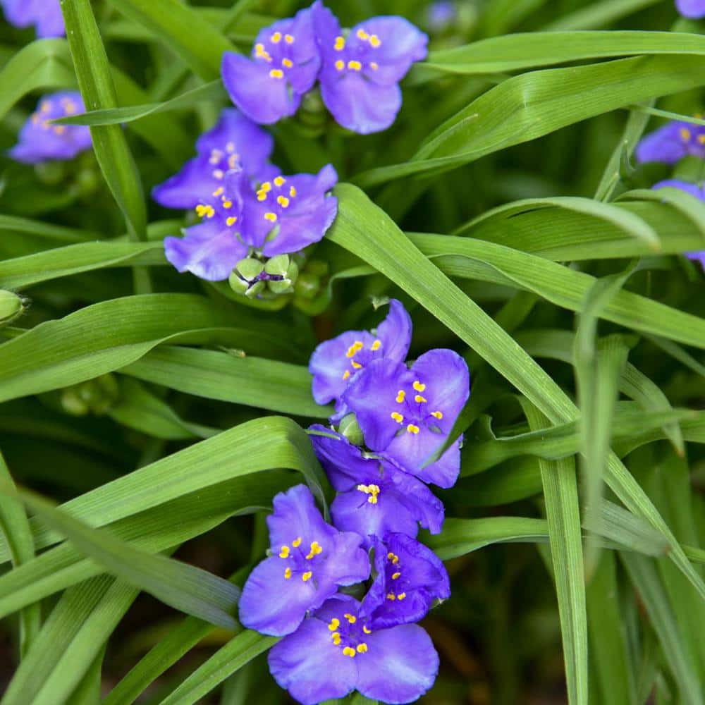 1 Gal. Pot, Amethyst Kiss Spiderwort (Tradescantia) Potted Flowering Perennial Plant (1-Pack) - Hercitys