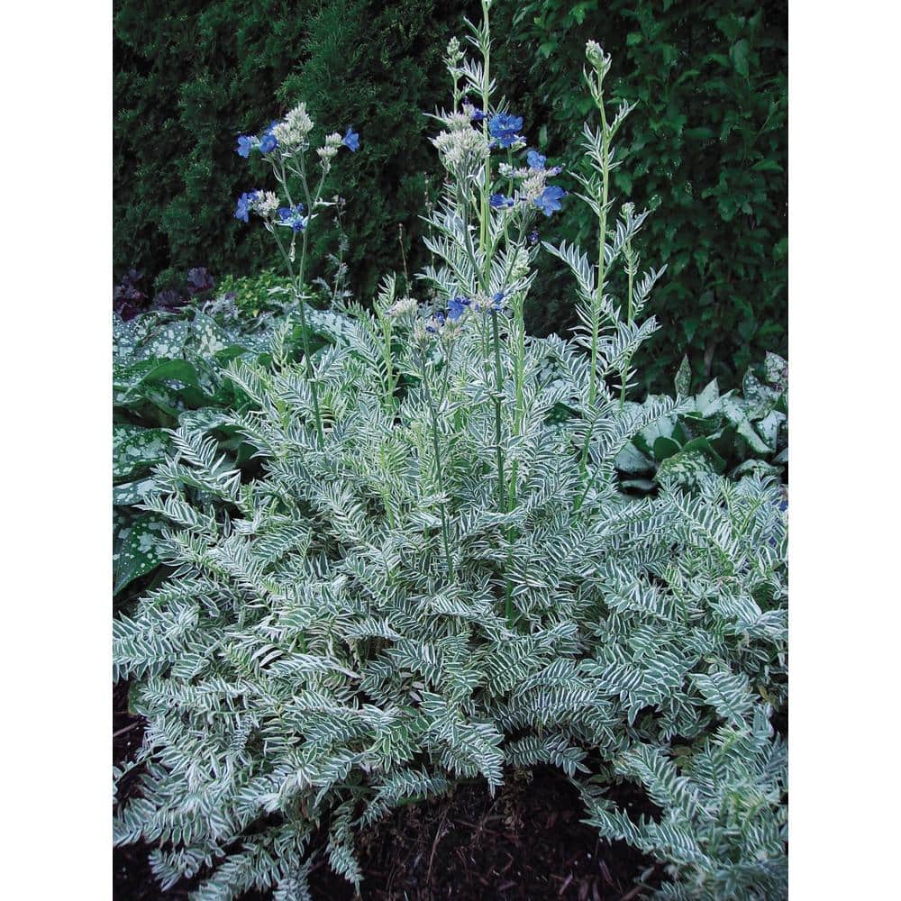 1 Gal. Pot, Touch of Class Jacob’s Ladder Potted Perennial Plant (1-Pack) - Hercitys