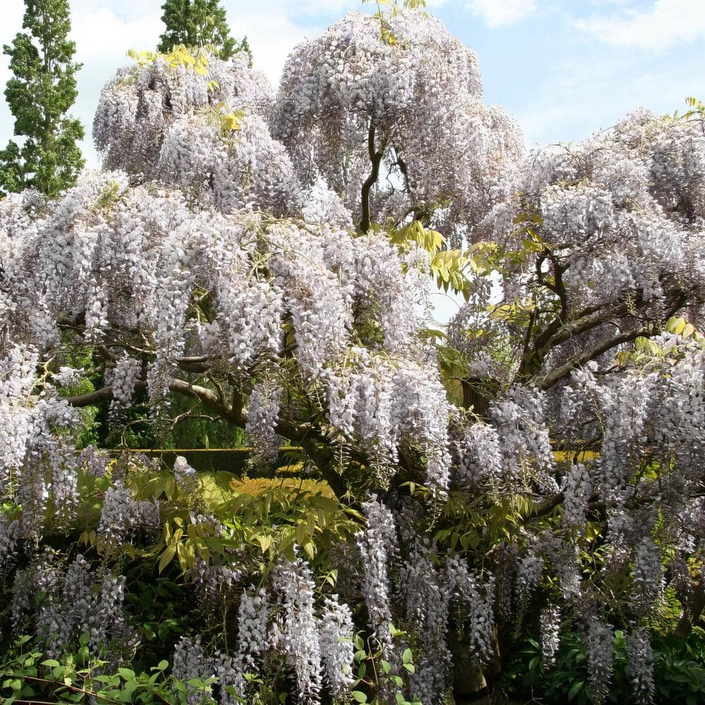 2.5 Qt. Wisteria White Flowering Shrub with White Flowers - Hercitys