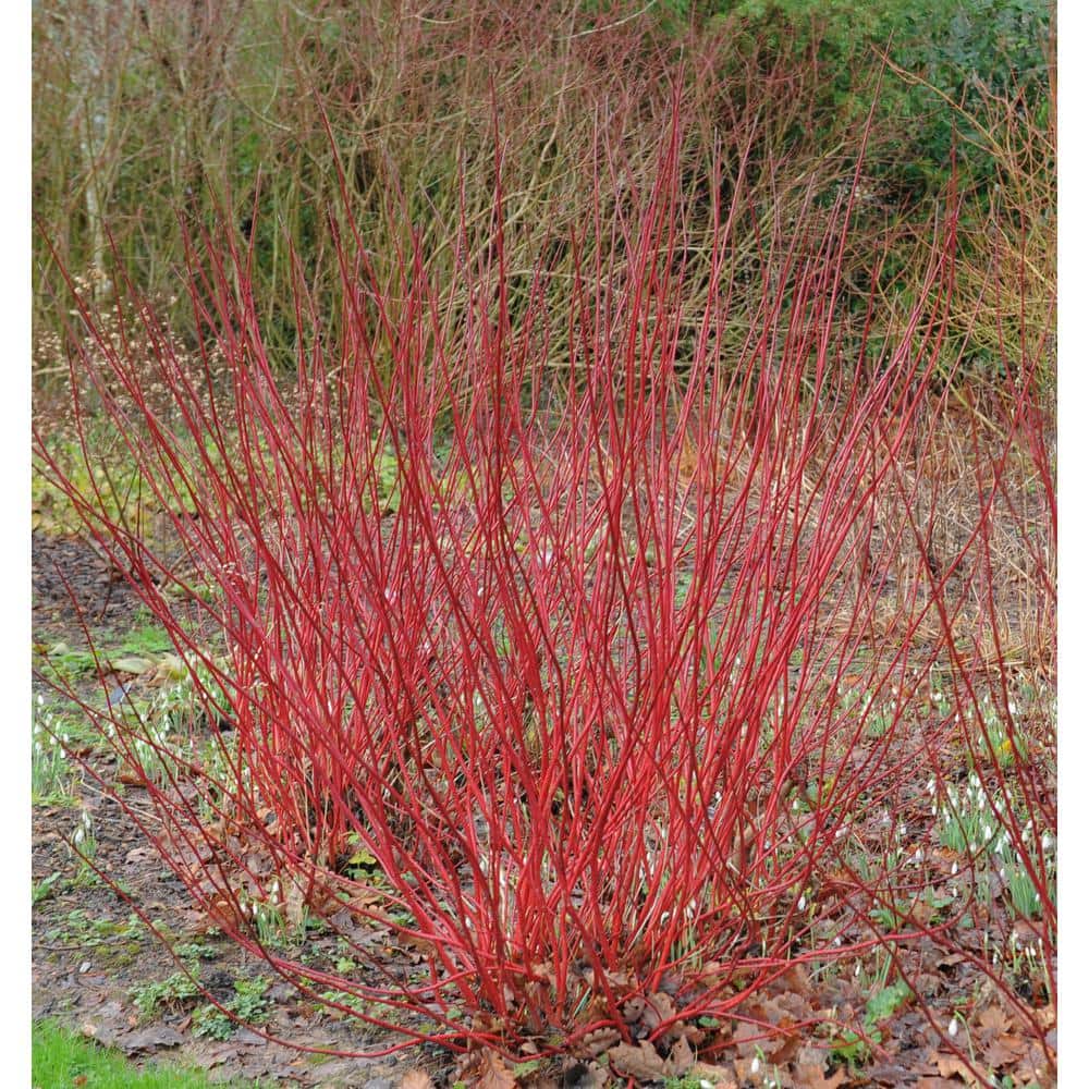 1 Gal. Red Twig Dogwood Shrub Gorgeous Fireyred Winter Stems and Huge White Spring Flowers - Hercitys