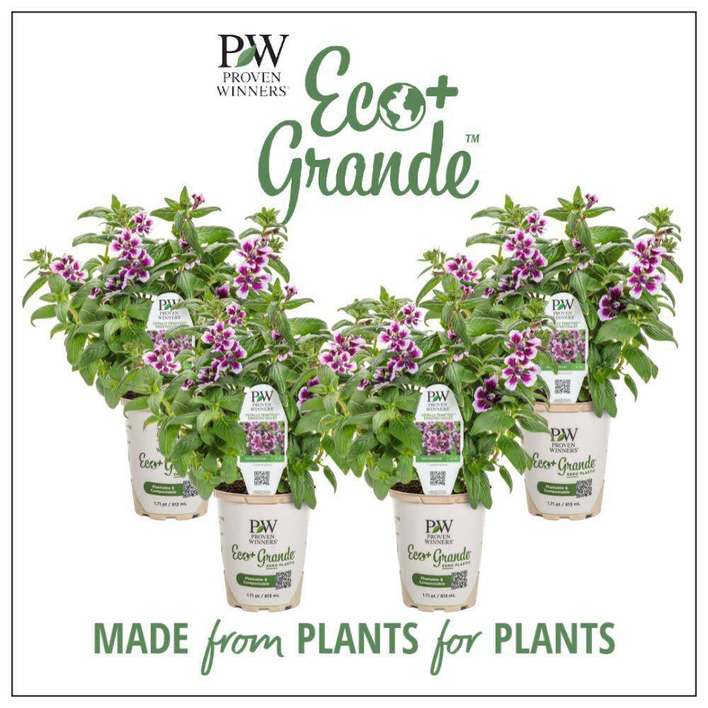 4.25 in. Eco+ Grande Totally Tempted Frosted Violets Cuphea (Procumbens) Live Annual Plant with Purple Flowers 4-Pack - Hercitys